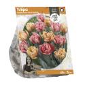 Baltus Tulipa Double Early Foxy Foxtrot tulpen bloembollen per 5 stuks